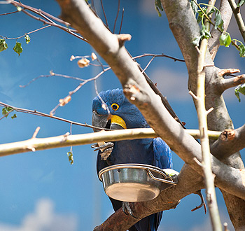 免费网络轰炸机app