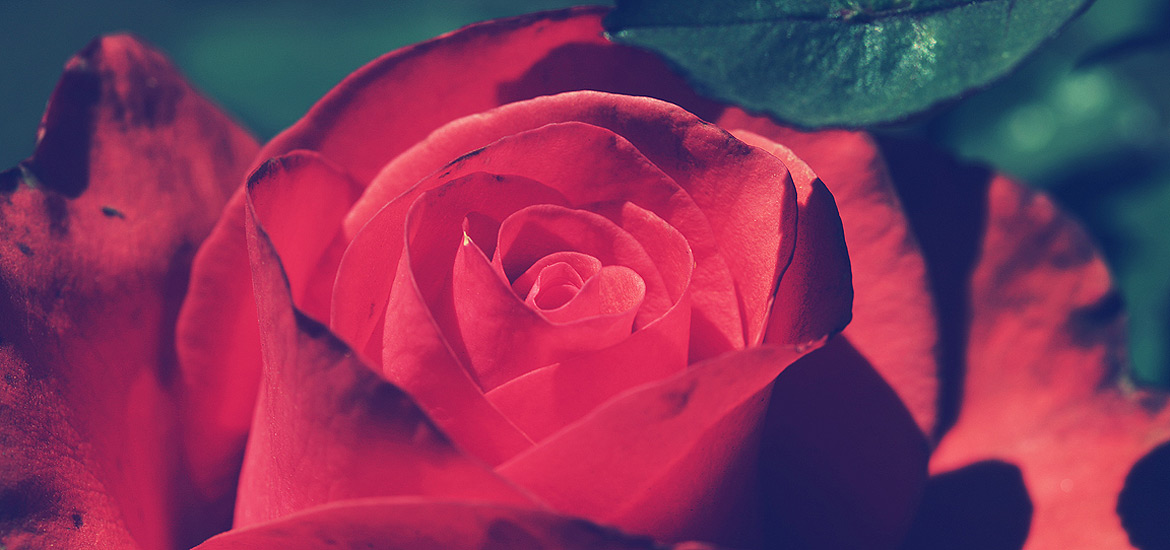 网页版短信攻击